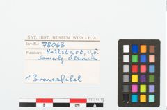 Foto von Bronzecertosafibel (NHMW-PRAE-078063)